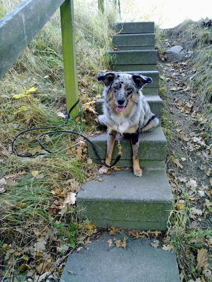 Blanding af racer nevada billede 10