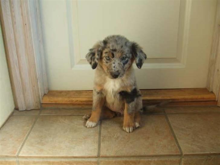 Blanding af racer nevada - kun en uge til jeg skal hente min lille pige billede 11