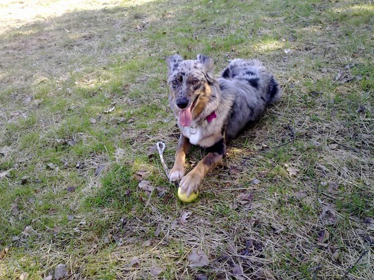 Blanding af racer nevada - det er altså min boldt mor  billede 12