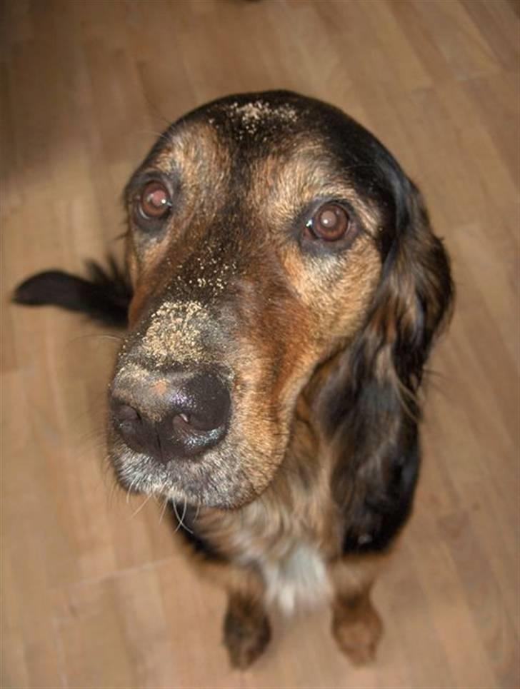 Blanding af racer Luna - Mig? Jeg har da ikke gravet i haven.  billede 14