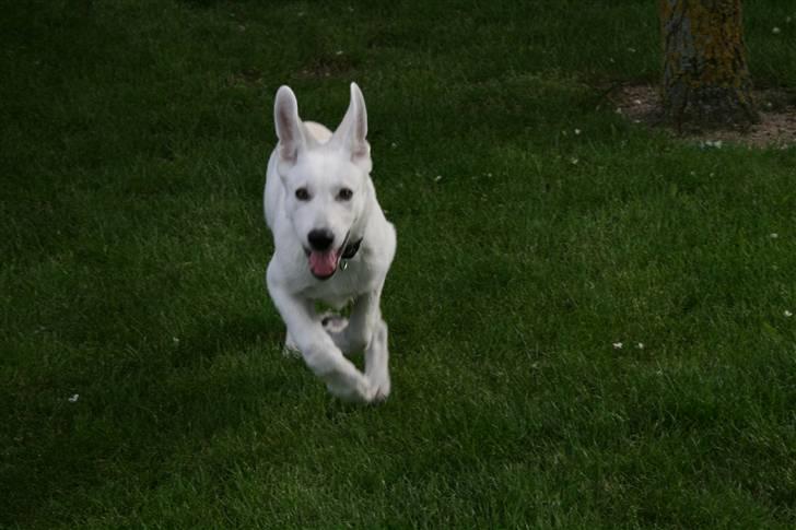 Hvid schæfer Lexi billede 1