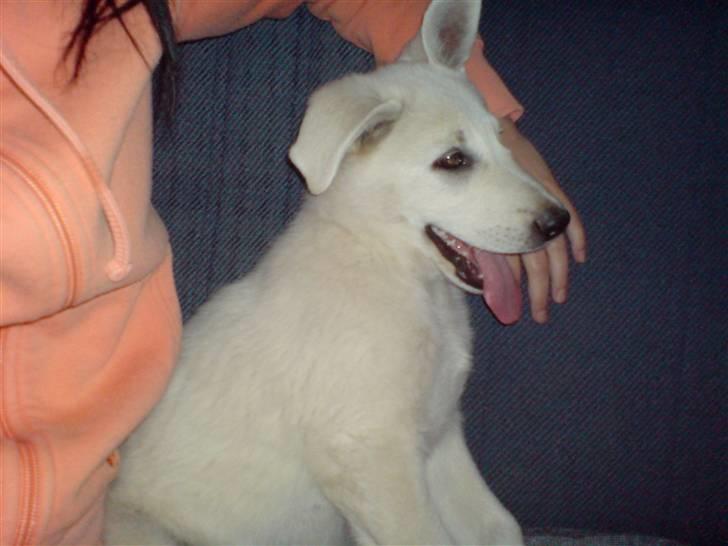 Hvid schæfer Lexi billede 2