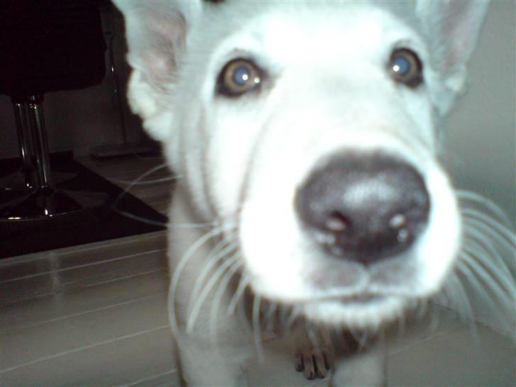 Hvid schæfer Lexi billede 3