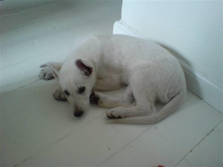 Hvid schæfer Lexi billede 4