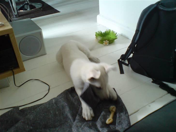 Hvid schæfer Lexi billede 5