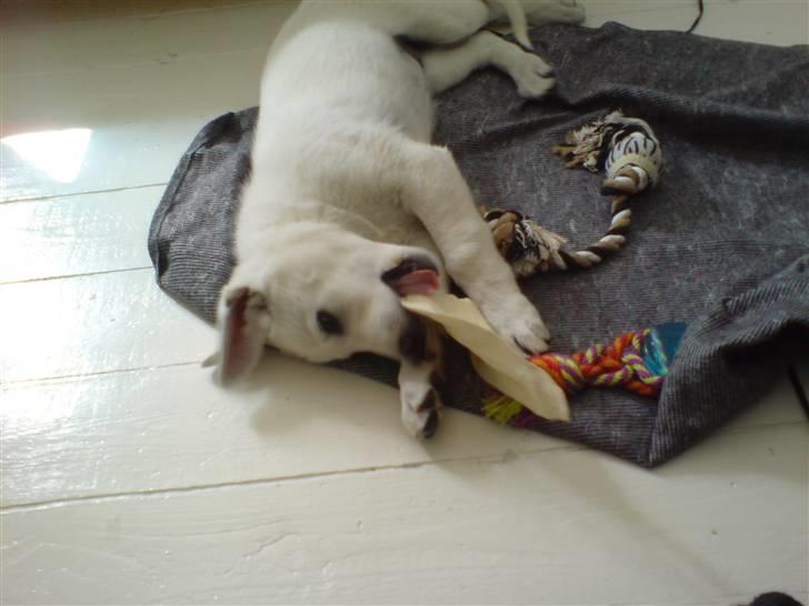 Hvid schæfer Lexi billede 6