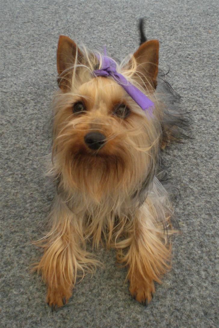 Australian silky terrier Tutzi - Se lige min sløjfe, lilla bånd. billede 1