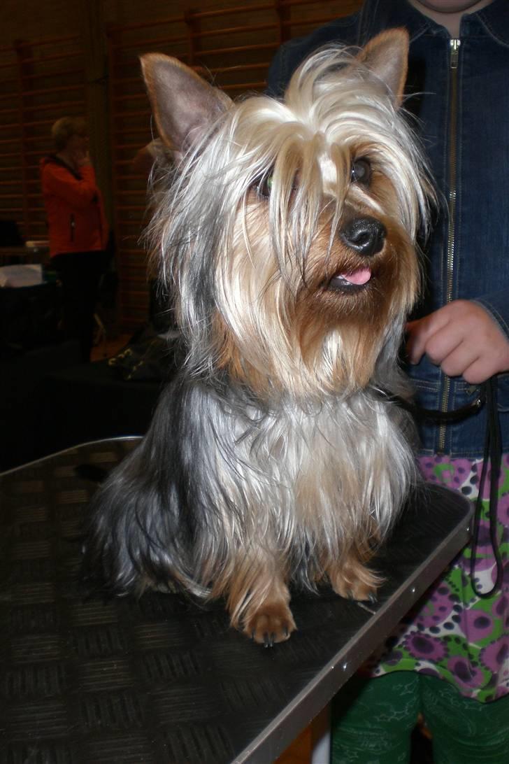Australian silky terrier Tutzi - Er jeg ikk snart færdig med at skulle friseres hele tiden, si`r Tutzi. billede 2