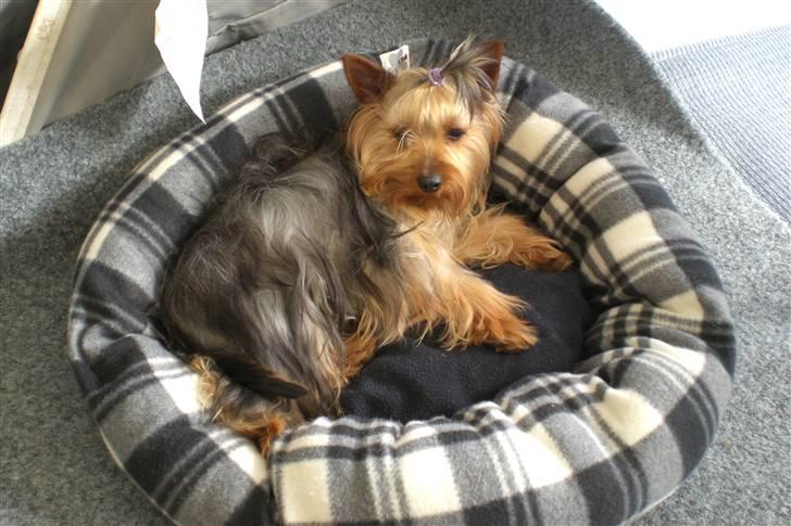 Australian silky terrier Tutzi billede 3