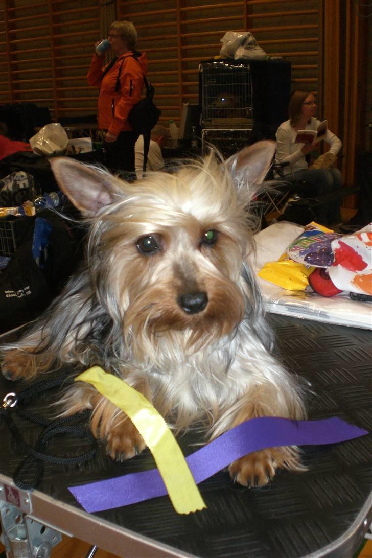 Australian silky terrier Tutzi - Hedensted 10mdr. gammel og Excellent fik tutzi, mor var stolt,ka i tro. billede 4
