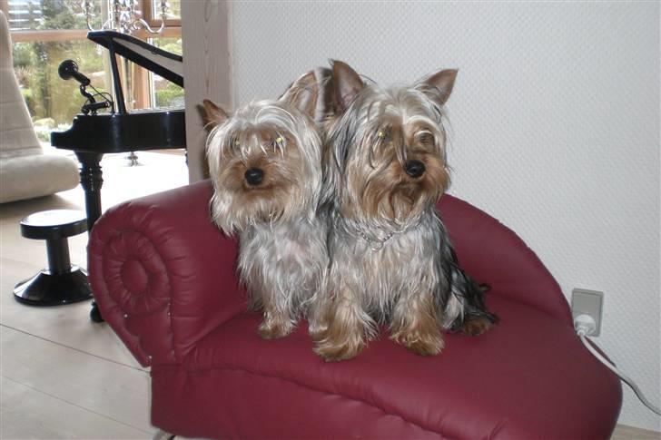 Australian silky terrier Tutzi - Egen hunde diva til vores to divaneser, kunne vi ikk leve foruden. Tutzi højre,Chilli venstre. billede 5