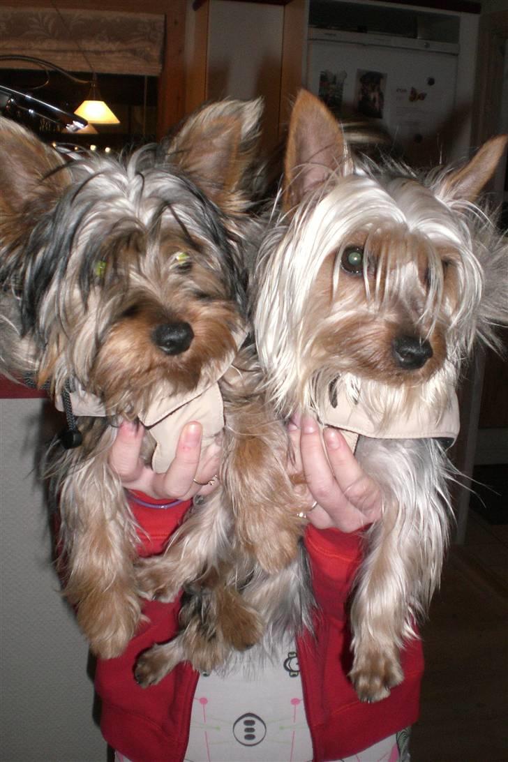 Australian silky terrier Tutzi - En vinter jakke fik vi hver,tutzi til højre. billede 6