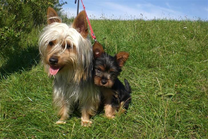 Australian silky terrier Tutzi - Mors ynglings billede, tutzi 8 uger. billede 7