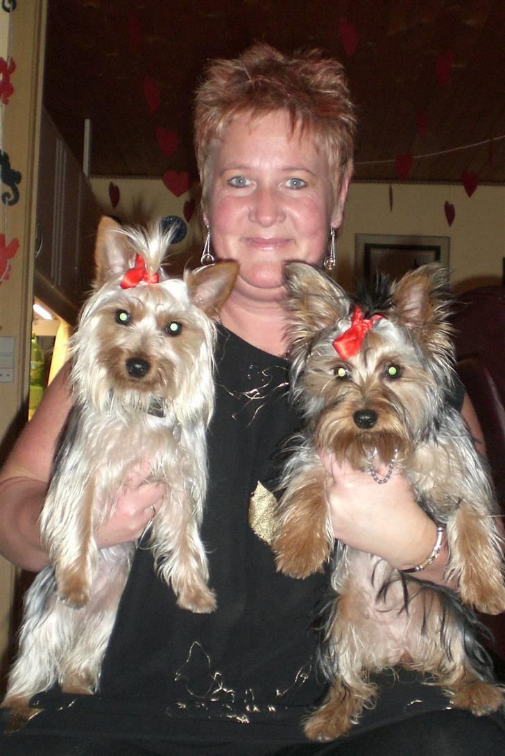 Australian silky terrier Tutzi - Tutzi højre,Chilli venstre, vi skulle være søde til jul. billede 8