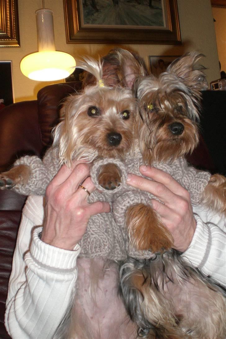 Australian silky terrier Tutzi - Se lige vores nye dress, tutzi til højre,Chilli til venstre. billede 9