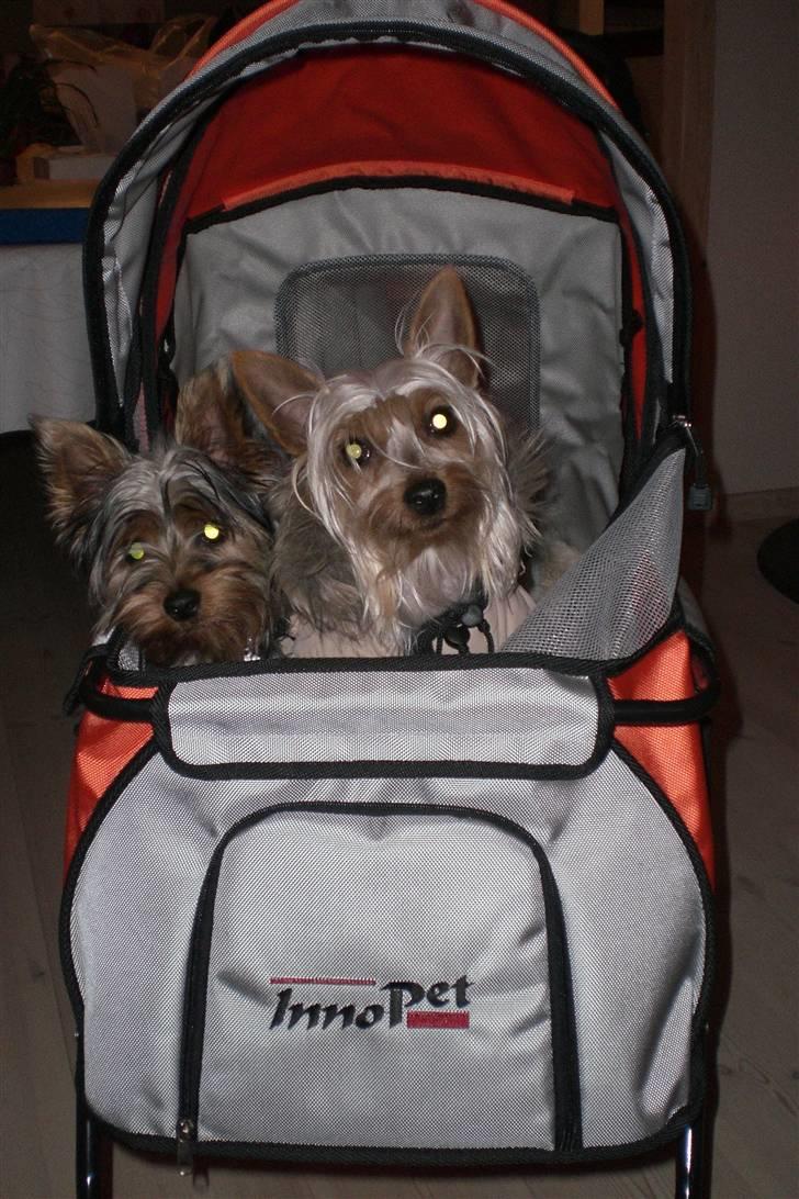 Australian silky terrier Tutzi - Tja min mor vil gerne ha os med alle steder, så har købt en hunde klapvogn. Tutzi til venstre, Chilli til højre. billede 10