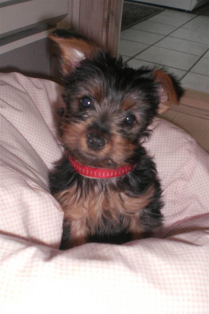 Australian silky terrier Tutzi billede 11