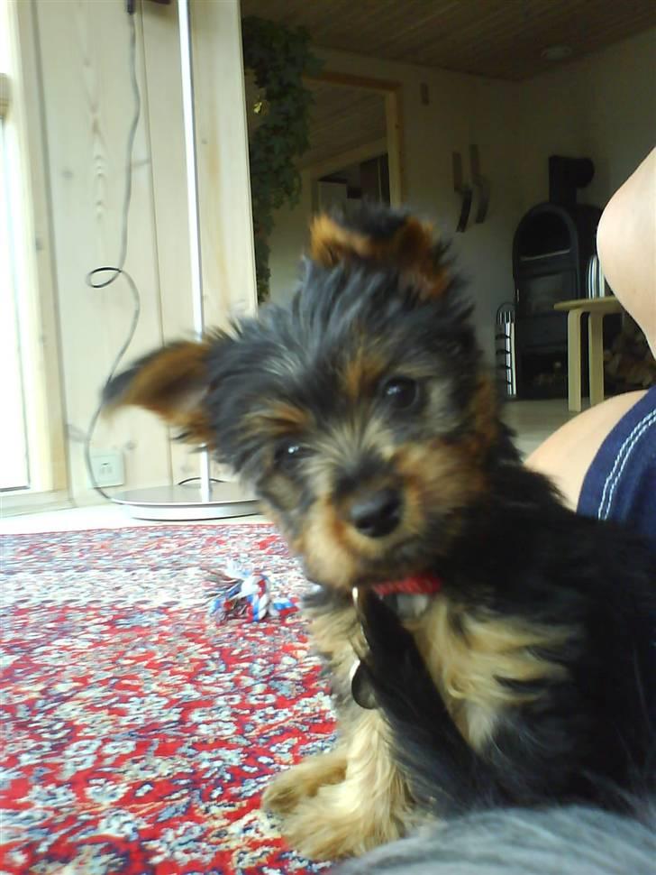 Australian silky terrier Tutzi - 8 uger og lige placeret i mit nye hjem og skal så allerede være model. billede 12