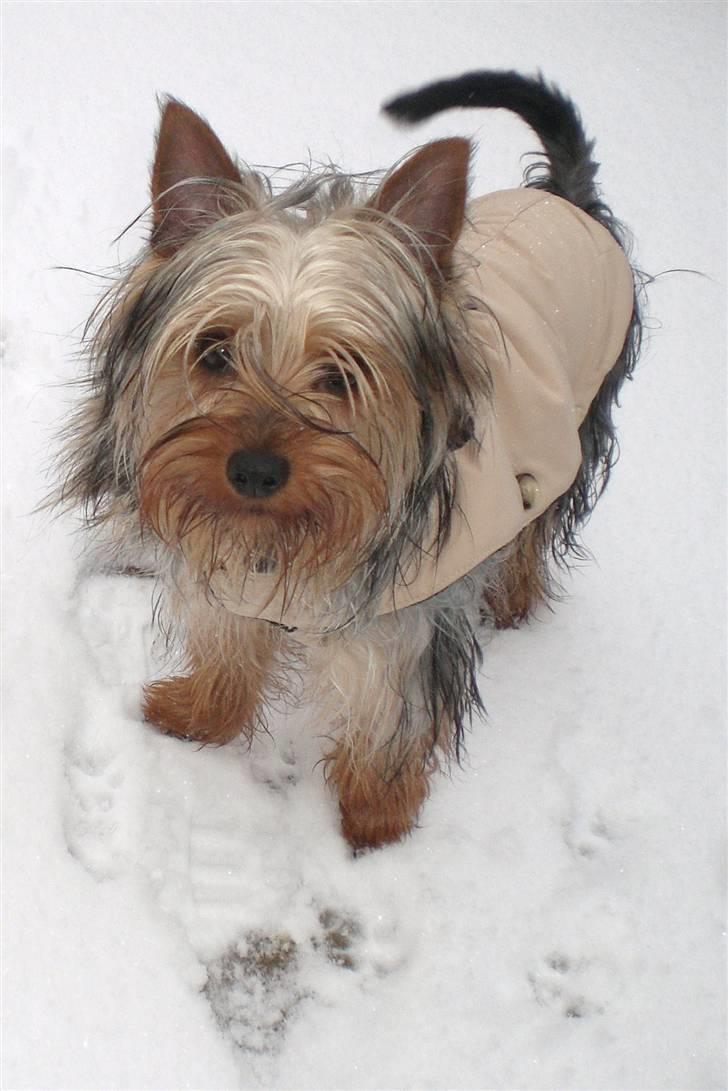 Australian silky terrier Tutzi - 8 måneder og Tutzies første møde med sneen. billede 13