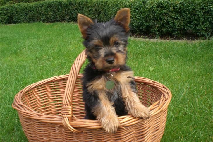 Australian silky terrier Tutzi billede 14