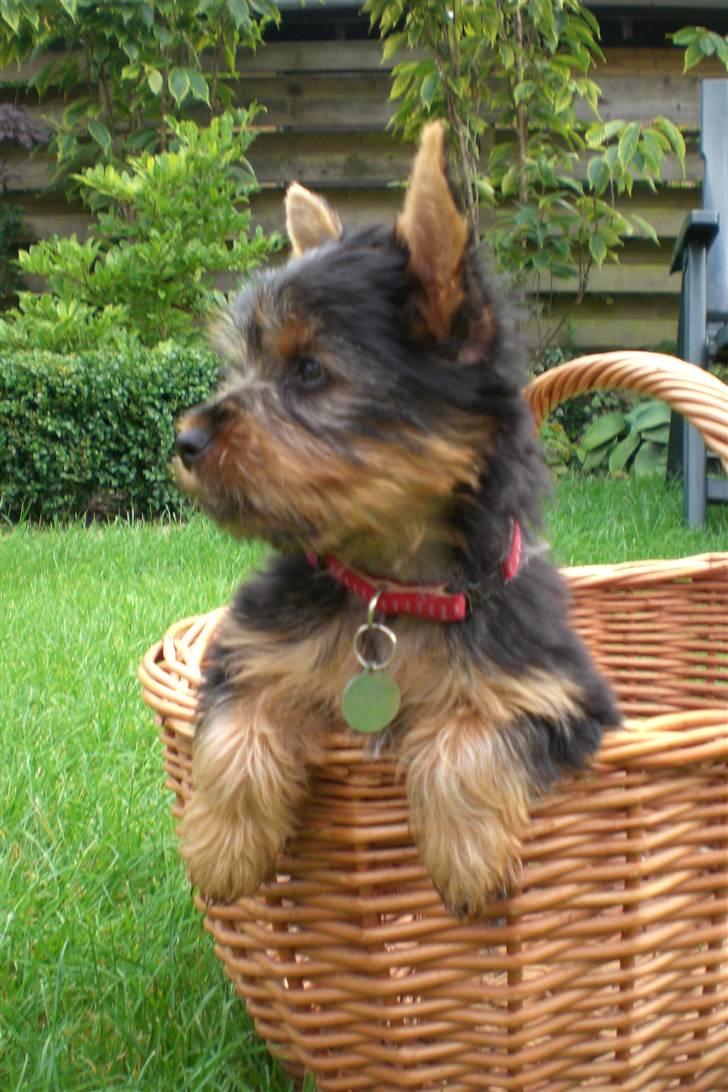 Australian silky terrier Tutzi billede 15