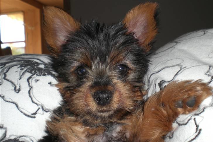 Australian silky terrier Tutzi - Åhh hvor var du nuser 9 uger gammel. billede 16