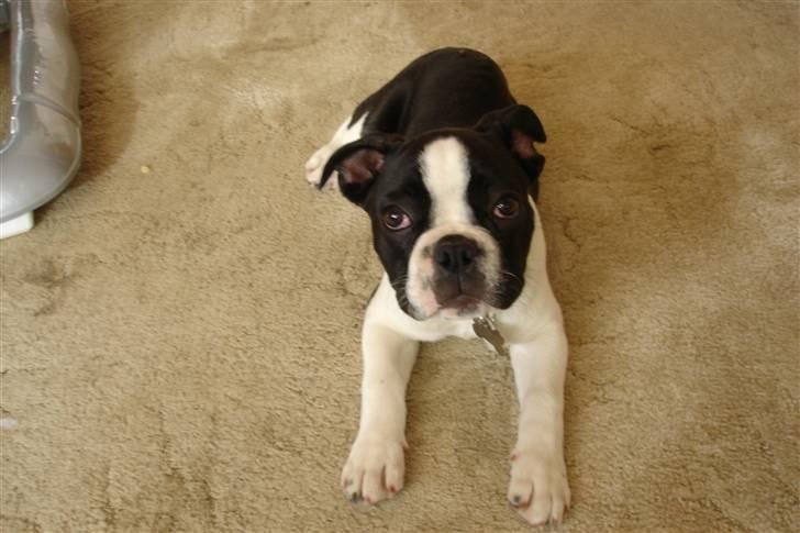 Fransk bulldog King  billede 1