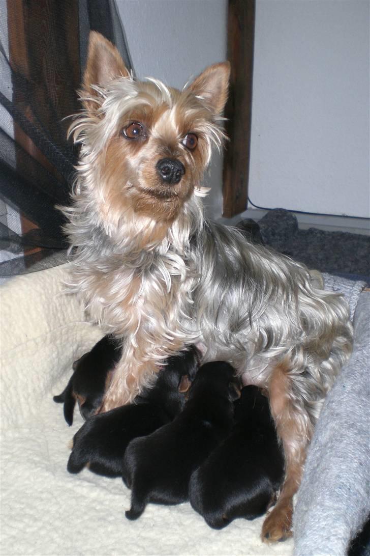 Australian silky terrier Tutzi - Lubi Tutzi`s mor, hvalpene er her 16 dage gamle. billede 17