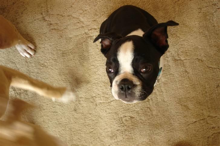 Fransk bulldog King  billede 5