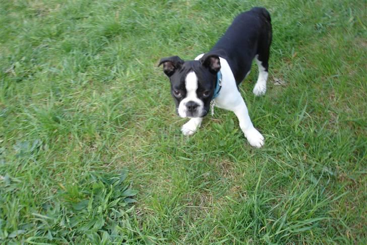 Fransk bulldog King  billede 6