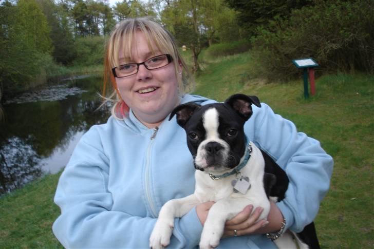 Fransk bulldog King  billede 8