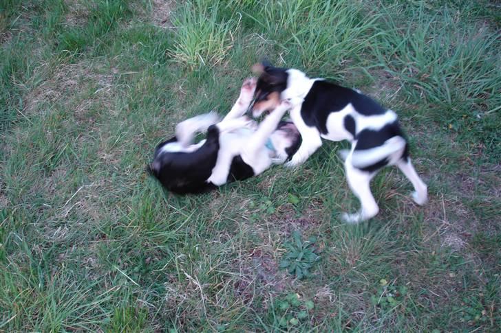 Fransk bulldog King  billede 10