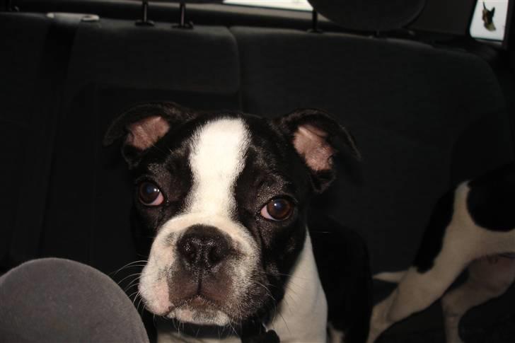 Fransk bulldog King  billede 12