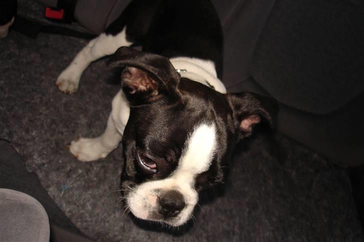 Fransk bulldog King  billede 13