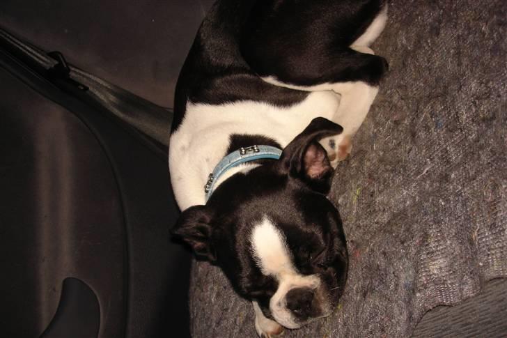 Fransk bulldog King  billede 15