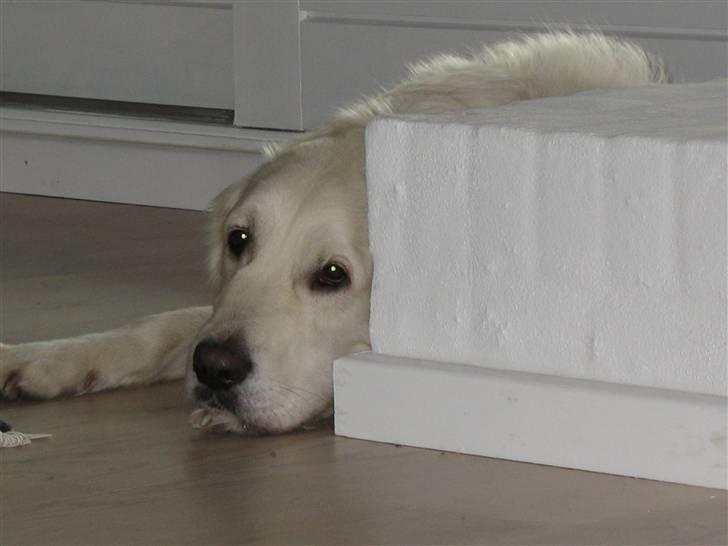 Golden retriever Classic (Autumn-Gold)  billede 10