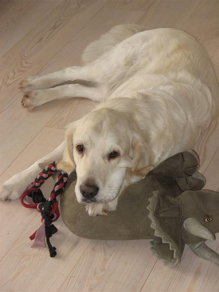 Golden retriever Classic (Autumn-Gold)  billede 11