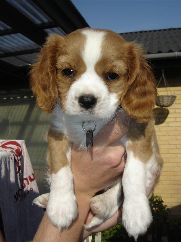 Cavalier king charles spaniel Nemo - Nemo 7 uger gammel og 2 kg. billede 9