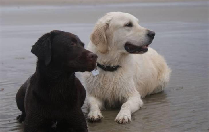 Golden retriever Classic (Autumn-Gold)  - Classic og Albafidus en regnvejrsdag på Rømø billede 12