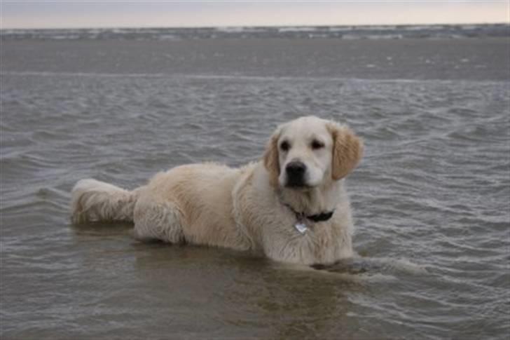 Golden retriever Classic (Autumn-Gold)  - Classic ELSKER vand! billede 13