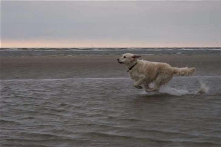 Golden retriever Classic (Autumn-Gold)  - Der er fart over feltet! billede 14
