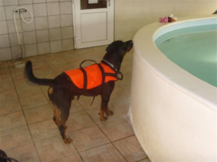 Rottweiler ROFUS billede 18