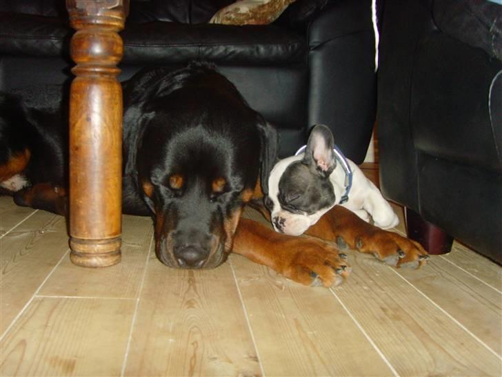 Rottweiler ROFUS billede 19