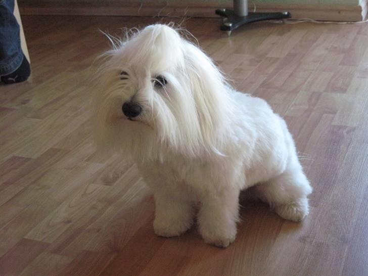 Coton de tulear Toffi - Har lige været ved frisøren onsdag den 6 maj 2009... billede 13