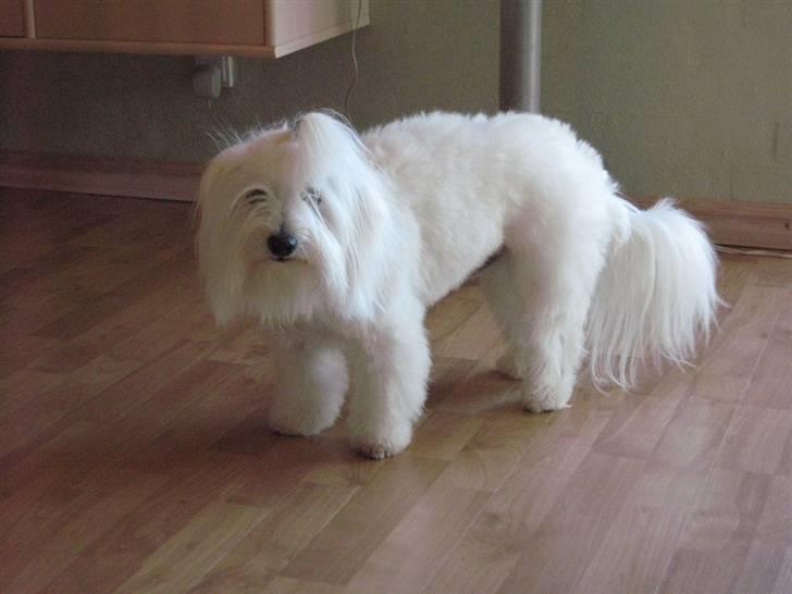 Coton de tulear Toffi - Har lige været ved frisøren onsdag den 6 maj 2009... billede 14