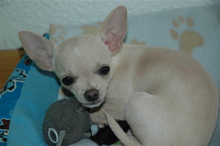 Chihuahua Buster billede 1