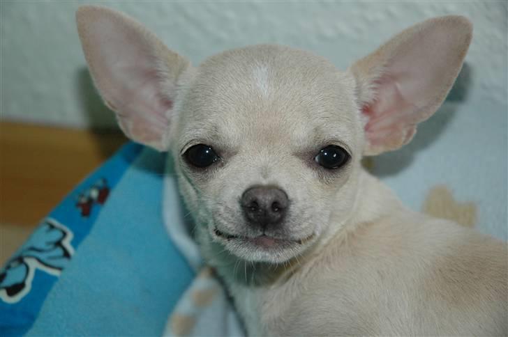 Chihuahua Buster billede 2