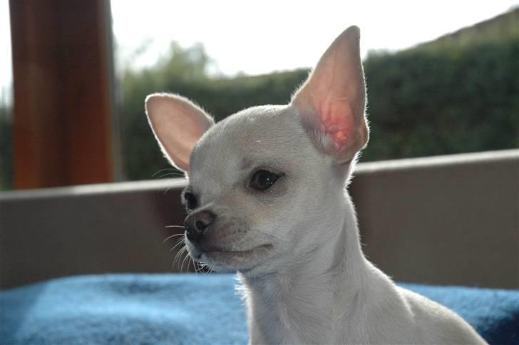 Chihuahua Buster billede 3