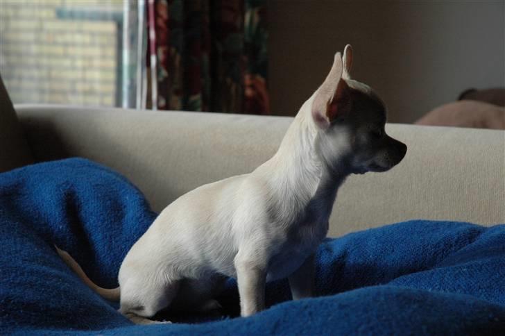 Chihuahua Buster billede 4