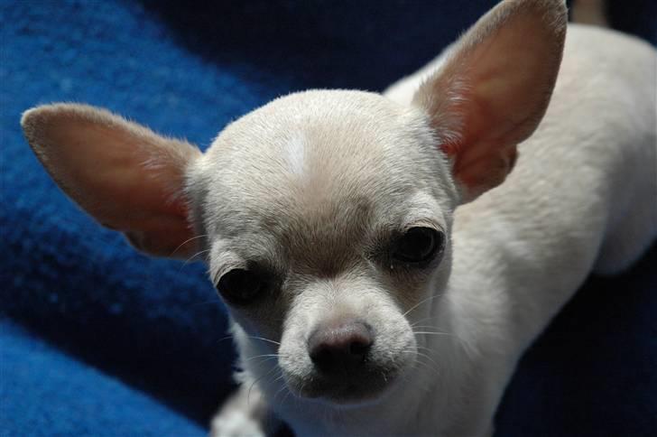 Chihuahua Buster billede 5